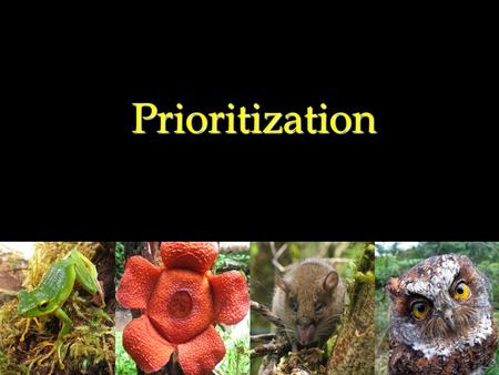 Prioritization. 128 KBAs were divided into four (4) priority levels/tiers Data used: (no population data available for most species)  extent of occurrence/area.