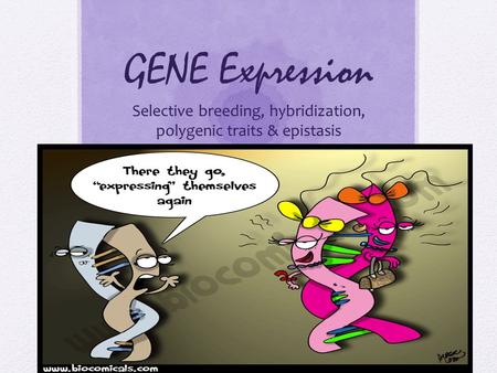 GENE Expression Selective breeding, hybridization, polygenic traits & epistasis.