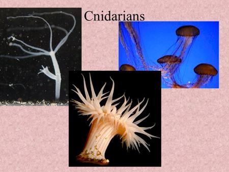 Cnidarians. Characteristics Cnidarian means Thistle Referring to the stinging cells (nematocysts) that all members possess All aquatic Radial symmetry.