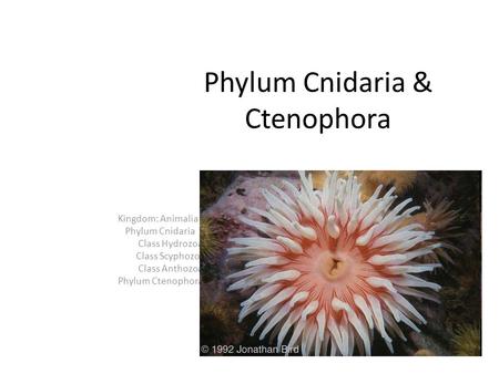 Phylum Cnidaria & Ctenophora