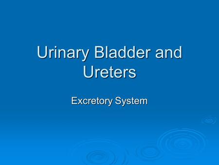 Urinary Bladder and Ureters Excretory System. Urinary Bladder Cross Section What do you Observe?.