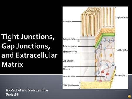 By Rachel and Sara Lembke Period 6.  Tight junctions are composed of branching networks of sealing strands.  The efficiency of the junction is increased.