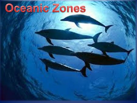 I. The Pelagic Zone A. Begins at the low tide mark and includes the oceanic water column. B. Two zones: Neritic and Oceanic.