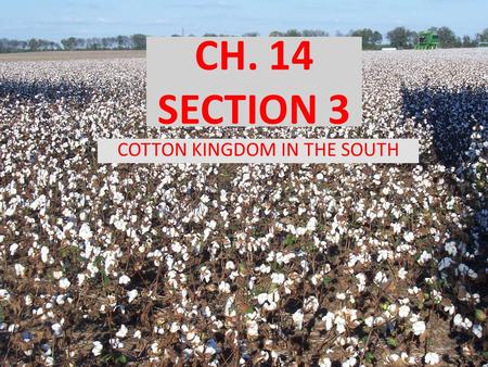 CH. 14 SECTION 3 COTTON KINGDOM IN THE SOUTH. OBJECTIVES How did the cotton gin improve cotton production in the South? How did the South become an agricultural.