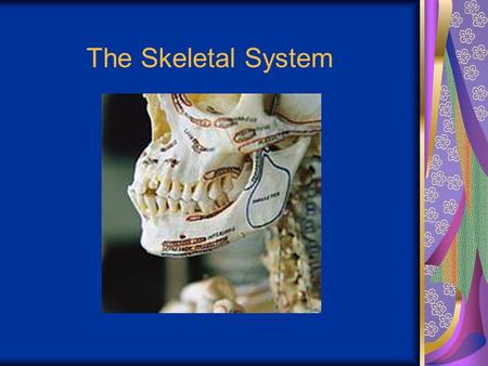 The Skeletal System. Parts of the skeletal system Bones (skeleton) Joints Cartilages Ligaments Divided into two divisions Axial skeleton Appendicular.