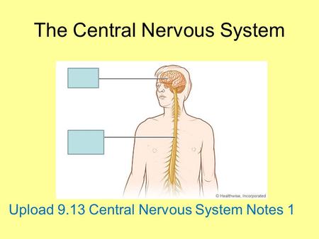 The Central Nervous System