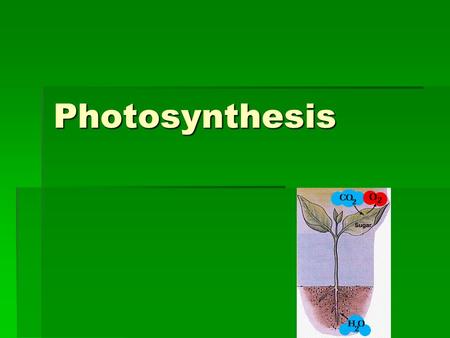 Photosynthesis. Capturing the Energy in Light  Photosyntheis- process by which energy from the sun is converted to organic molecules  Plants, algae,