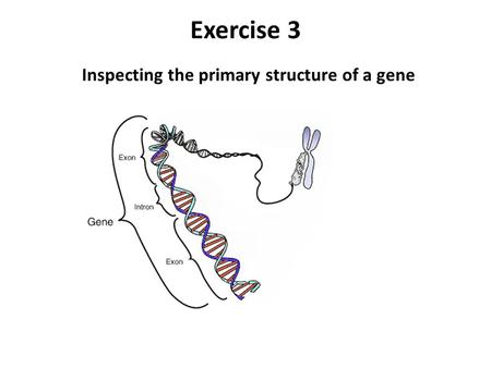 Exercise 3 Inspecting the primary structure of a gene.