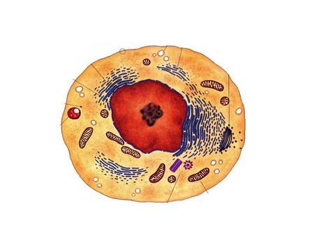 Plant Cell DNA DNA Replication Mitosis—Asexual Reproduction.