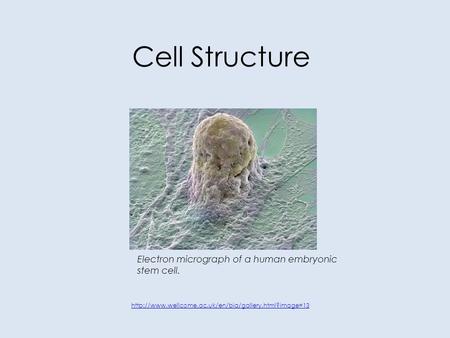 Cell Structure Electron micrograph of a human embryonic stem cell.