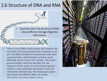 V 2.6 Structure of DNA and RNA Essential idea: The structure of DNA allows efficient storage of genetic information. There is 2m of DNA in each human cell,