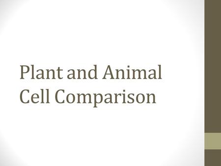 Plant and Animal Cell Comparison. The cell is the basic unit of life. Plant cells (unlike animal cells) are surrounded by a thick, rigid cell wall.