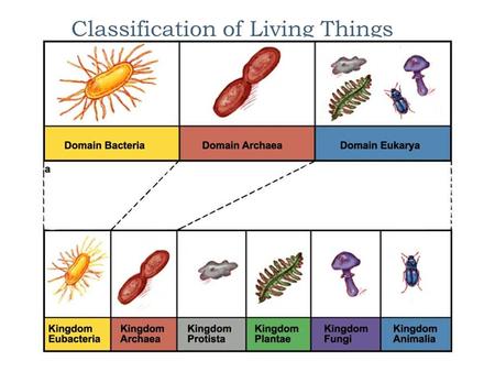 Classification of Living Things Why do we classify things?  Supermarket aisles  Libraries  Classes  Teams/sports  Members of a family  Roads 