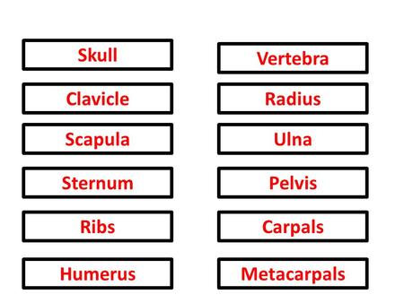 Skull Ulna Pelvis Carpals Metacarpals Clavicle Scapula Sternum Ribs Humerus Vertebra Radius.