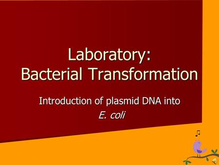 Laboratory: Bacterial Transformation Introduction of plasmid DNA into E. coli E. coli.