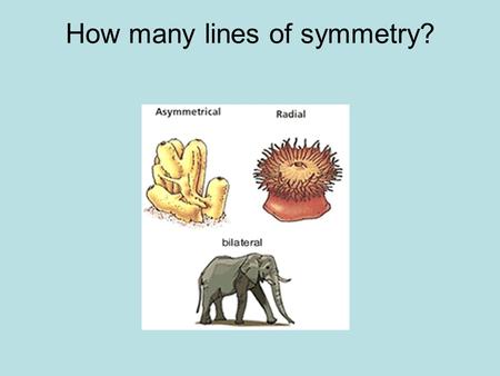 How many lines of symmetry?. Fertilized egg Zygote is one diploid cell made by the fusion of the sperm and egg. In humans this is internal fertilization.