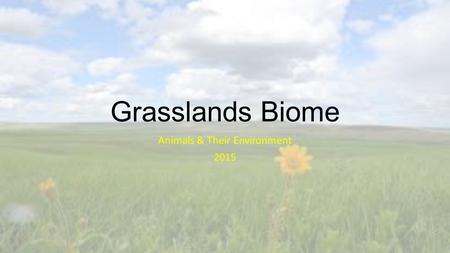 Grasslands Biome Animals & Their Environment 2015.