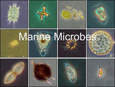 Marine Microbes. What is a Microbe? All three domains: Unicellular Important as: –Primary producers –Consumers –Pathogens –Symbionts –Sediment producers.