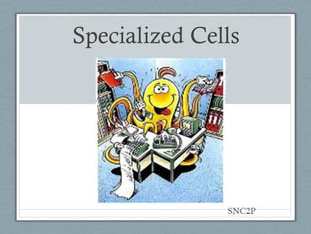 Specialized Cells SNC2P. Specialized Cells Many different processes and life functions are required for ___________________ to survive…. and no cell can.