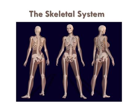 The Skeletal System. The Appendicular Skeleton  Limbs (appendages)  Pectoral girdle  Pelvic girdle.