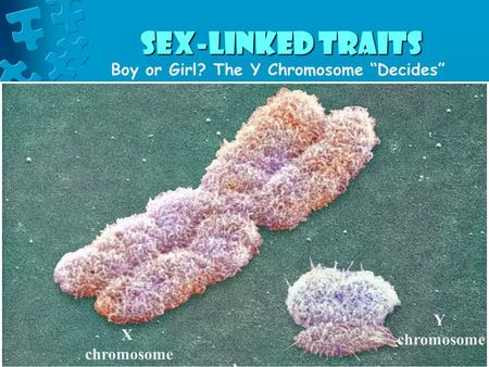 Sex-Linked Traits Boy or Girl? The Y Chromosome “Decides” Y chromosome