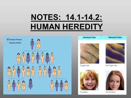 NOTES: 14.1-14.2: HUMAN HEREDITY Human Genes: ● The human genome is the complete set of genetic information -it determines characteristics such as eye.