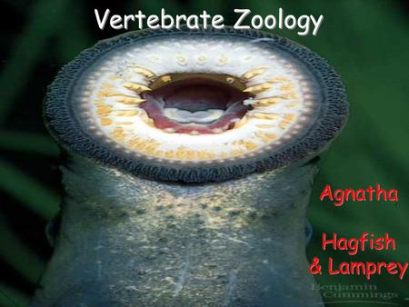 Agnatha Hagfish & Lamprey