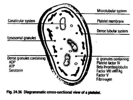 Hemostatic process 1- Vascular Consrriction 2- Platelet plug formation 3- Fibrin formation ( Coagulation ) 4- Fibrinolysis.