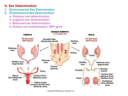 A. Sex Determination 1.Environmental Sex Determination 2.Chromosomal Sex Determination a. Protenor sex determination b. Lygaeus sex determination c. Balanced.