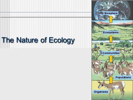 The Nature of Ecology. How to make a food web. 1.Start with one producer on BOTTOM and draw arrows up to the things that eat them (their predators). (**