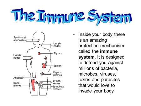 Inside your body there is an amazing protection mechanism called the immune system. It is designed to defend you against millions of bacteria, microbes,