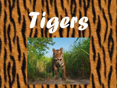 Tigers. Tigers are about 1 metre high and can be almost 3 metres long!