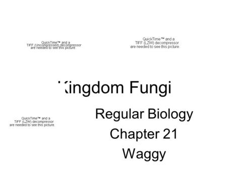 Kingdom Fungi Regular Biology Chapter 21 Waggy. Chapter Objectives 1. List the characteristics of fungi 2. Describe how fungi obtain food 3. Compare the.