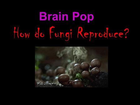 Brain Pop How do Fungi Reproduce?. Kingdom Fungi.