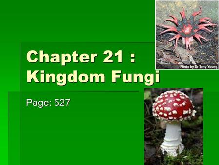 Chapter 21 : Kingdom Fungi Page: 527. What types of Fungi do you know?  Bread Molds  Mushrooms  Molds on oranges  Yeasts  Mildews  Rusts & Smuts.