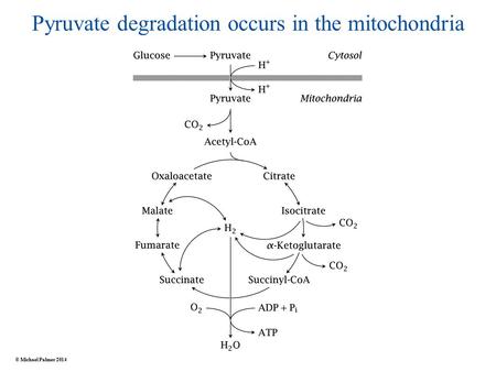 Pyruvate degradation occurs in the mitochondria © Michael Palmer 2014.