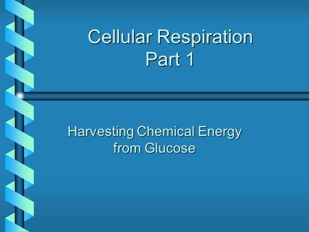 Cellular Respiration Part 1 Harvesting Chemical Energy from Glucose.