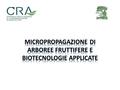 I primi tentativi di domesticazione delle legnose da frutto furono possibili grazie a tecniche abbastanza semplici di moltiplicazione agamica (talea).