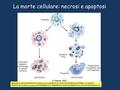 MENTRE LA CELLULA NECROTICA (cellula in necrosi) RILASCIA I SUOI COSTITUENTI ALL’ESTERNO, LA CELLULA APOPTOTICA (cellula in apoptosi) SI FRAMMENTA E I.