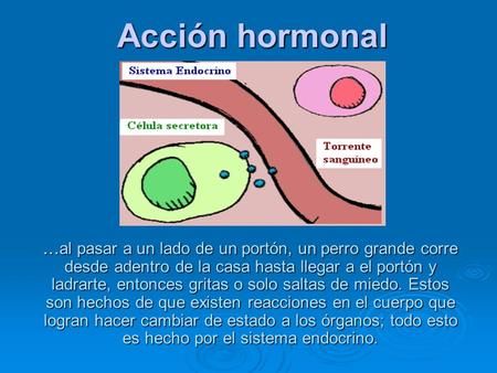 Acción hormonal …al pasar a un lado de un portón, un perro grande corre desde adentro de la casa hasta llegar a el portón y ladrarte, entonces gritas o.