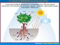 Professor: Clovis Pereira Peixoto UTILIZAÇÃO DA RADIAÇÃO SOLAR PELAS PLANTAS.