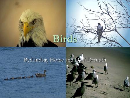 Birds By:Lindsay Hotze and Dani Demuth Habitat Polar regions Tropics Forests Deserts Cities Grasslands Farmlands Mountain tops Islands Caves Near water.