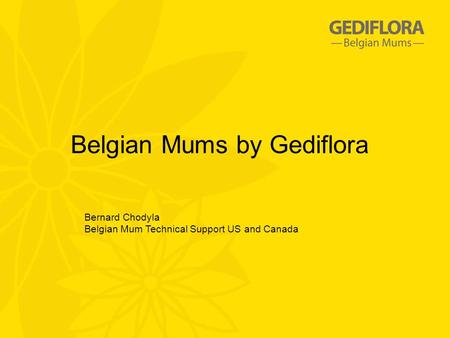 Belgian Mums by Gediflora Bernard Chodyla Belgian Mum Technical Support US and Canada.