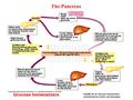 Glucose homeostasis The Pancreas. Pancreatic Hormones, Insulin & Glucagon Regulate Metabolism.