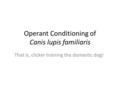 Operant Conditioning of Canis lupis familiaris That is, clicker training the domestic dog!