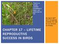 On April 24 th, we’ll be going outside for lab so no lecture on Friday CHAPTER 17 – LIFETIME REPRODUCTIVE SUCCESS IN BIRDS There is a female cardinal incubating.