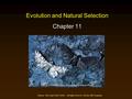 Johnson - The Living World: 3rd Ed. - All Rights Reserved - McGraw Hill Companies Evolution and Natural Selection Chapter 11 Copyright © McGraw-Hill Companies.