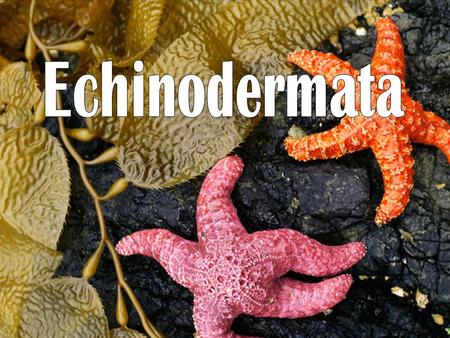 Echinoderm Classes Asteroidea – Sea Stars : Multiple arms radiating from central disk Tube feet on bottom Ophiuroidea – Brittle Stars: Distinct central.