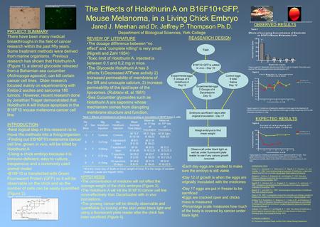 The Effects of Holothurin A on B16F10+GFP, Mouse Melanoma, in a Living Chick Embryo Jared J. Meehan and Dr. Jeffrey P. Thompson Ph.D. Department of Biological.