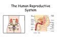 The Human Reproductive System. Meiosis and gamete formation take place in special reproductive organs called testes in males and ovaries in females.